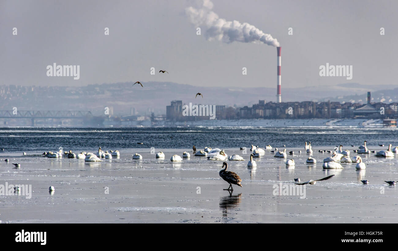 Belgrade, Serbia - Birds on a frozen surface of the Danube on the outskirts of the city Stock Photo
