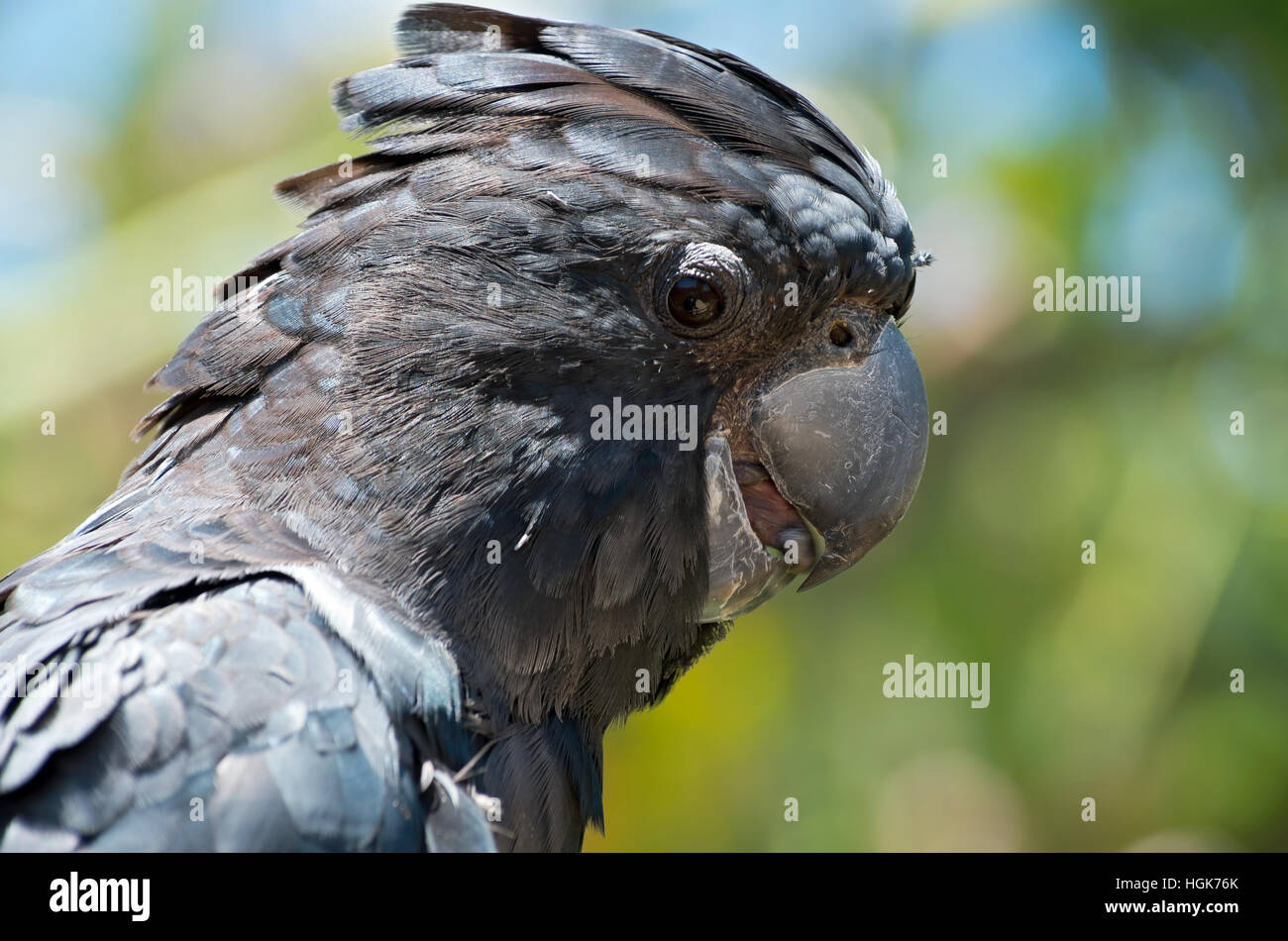red tailed black cockatoo or calyptorhynchus banksii profile up close Stock Photo