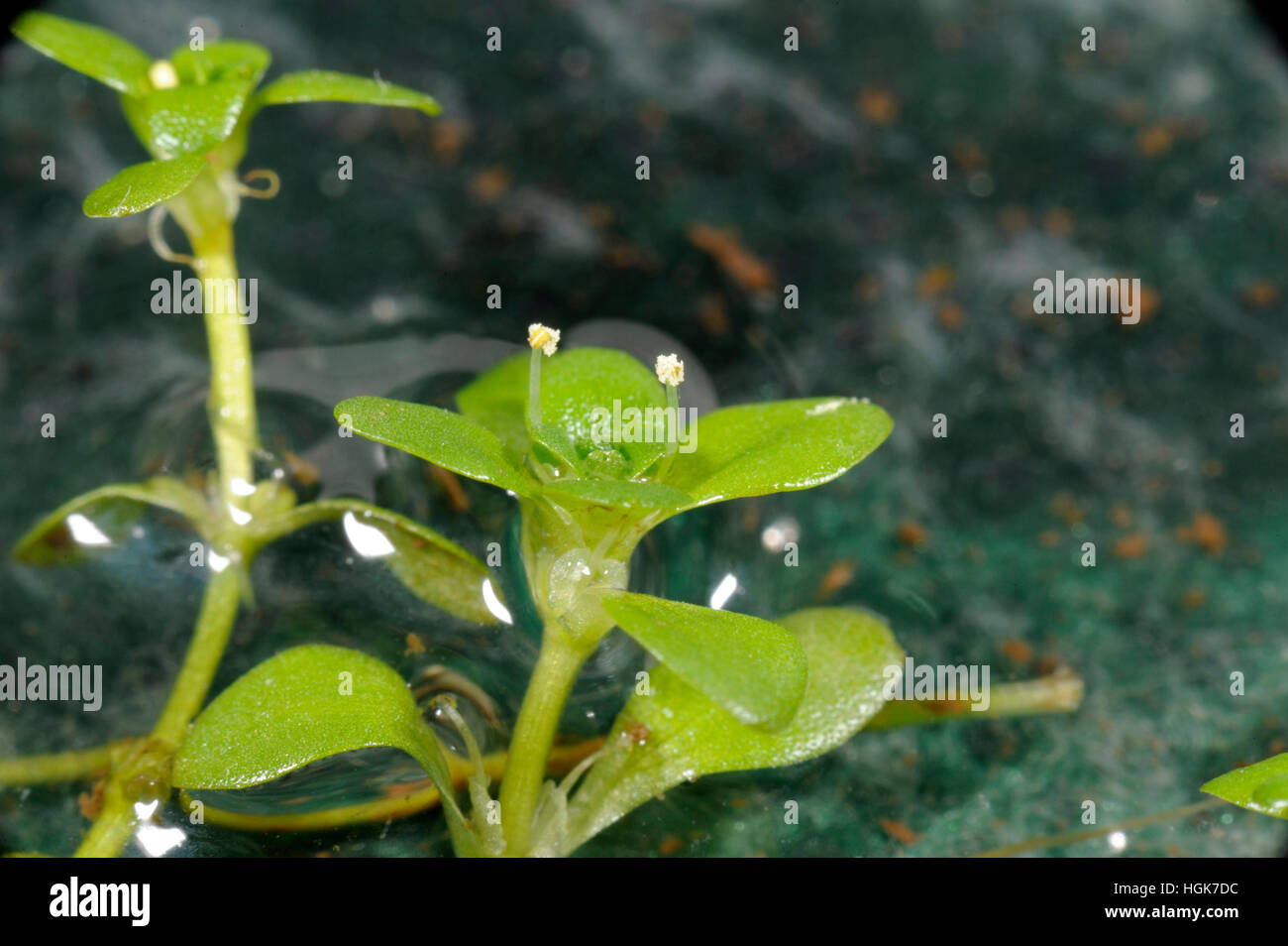 Common Water-starwort, Callitriche stagnalis Stock Photo