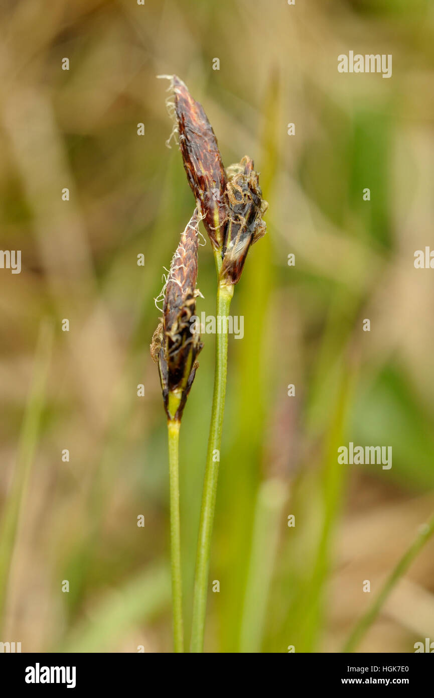 Carex montana hi-res stock photography and images - Alamy