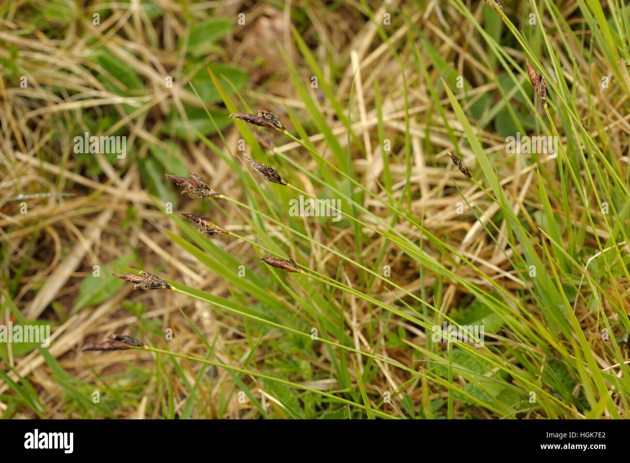Soft-leaved Sedge, Carex montana Stock Photo