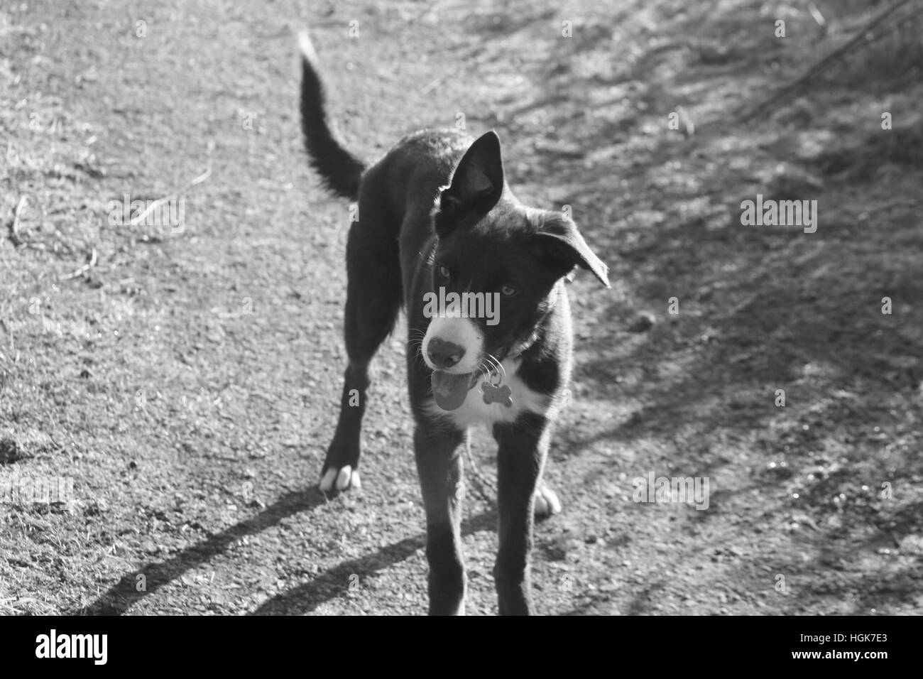 Cute smooth coated red and white border collie puppy dog pet Stock Photo