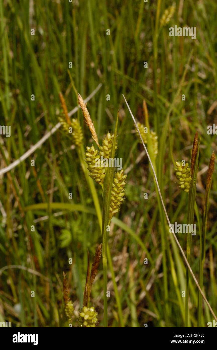 Pale Sedge, Carex pallescens Stock Photo