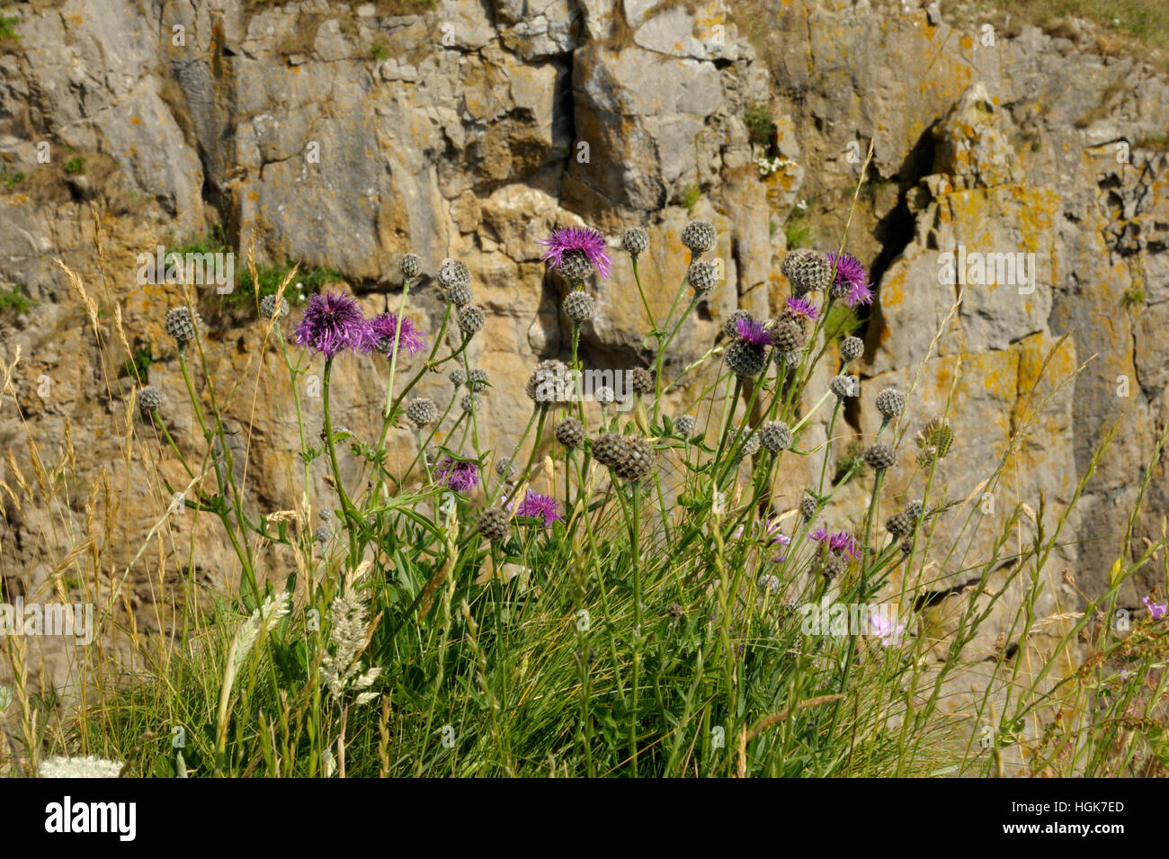 Greater Knapweed, Centaurea scabiosa Stock Photo