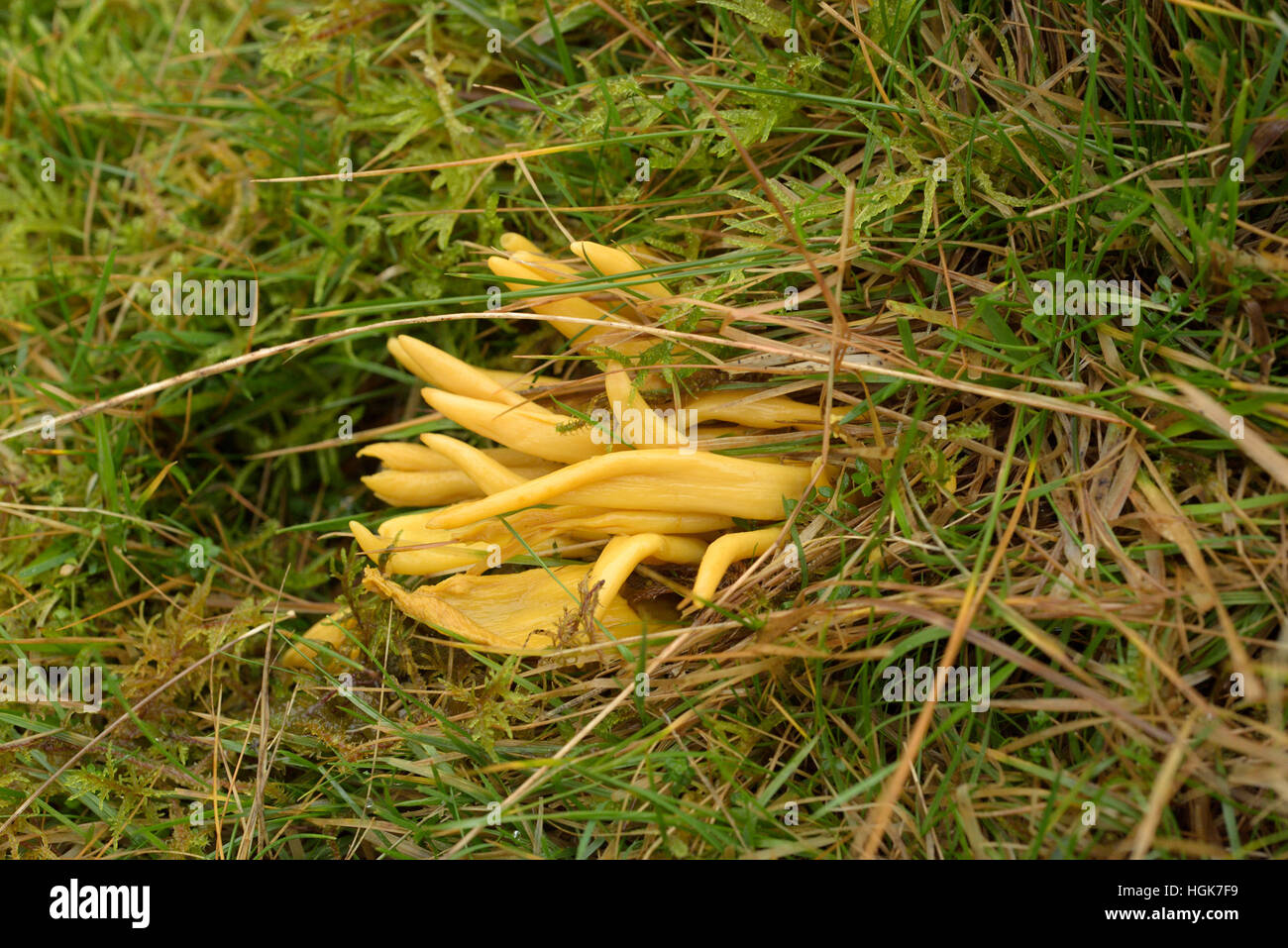 Golden Spindles, Clavulinopsis fusiformis Stock Photo