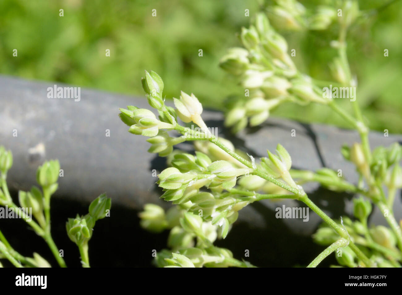 Strapwort, Corrigiola litoralis Stock Photo