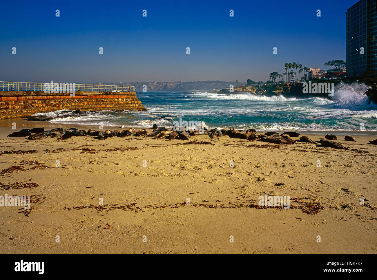 Seal on beach in La Jolla, California Stock Photo Alamy