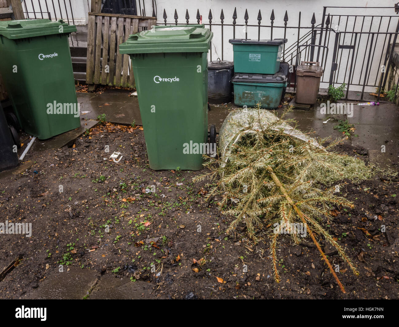 Discarded Christmas tree ready for recycling Stock Photo Alamy