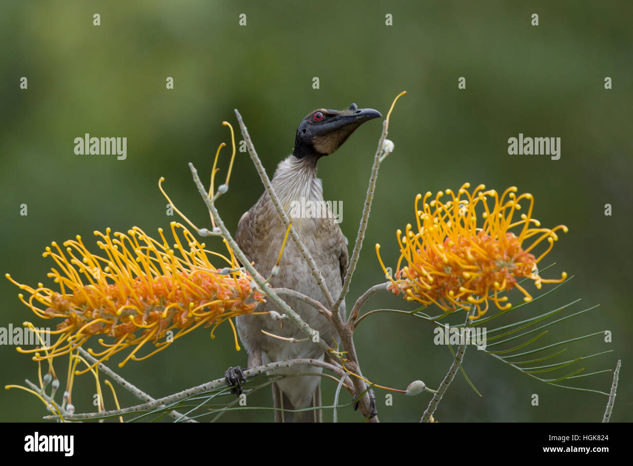 Noisy Friarbird Philemon corniculatus Gold Coast Queensland, Australia BI030517 Stock Photo