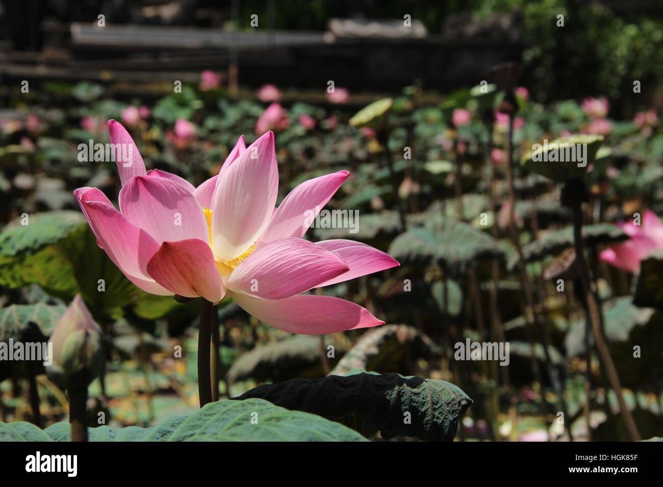 flower garden in Ubud Stock Photo