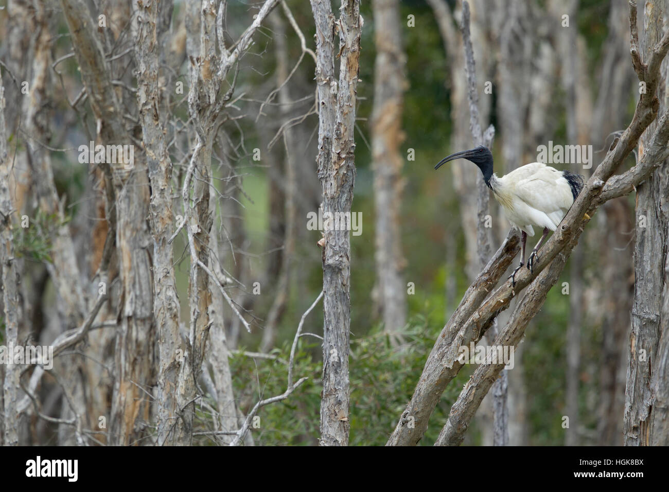 Australian White Ibis - on nesting grounds Threskiornis moluccus Brisbane Queensland, Australia BI030594 Stock Photo