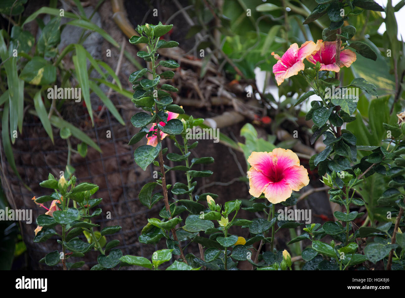 Sir Seewoosagur Ramgoolam Botanic Garden, Pamplemousses, Mauritius Stock Photo