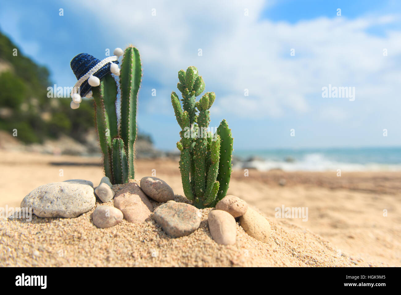 powdered san pedro cactus Trichocereus Pachanoi Common San Pedro PC Ornamental Grafting Cactus  Cuttings and Potted main image 1