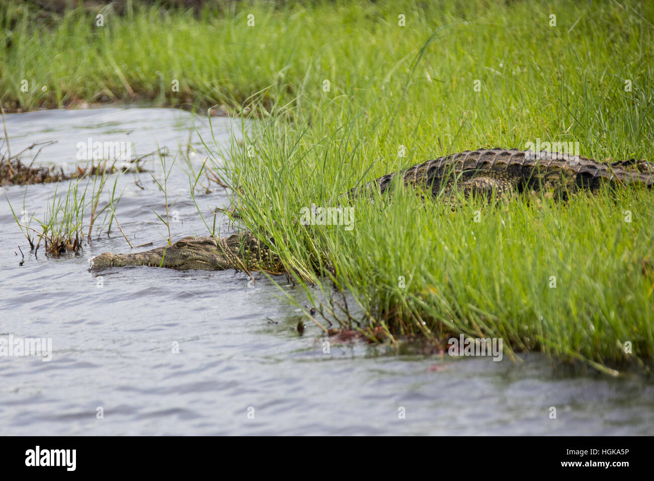 Crocodile entering the river, Chobe National Park, Botswana, Africa Stock Photo