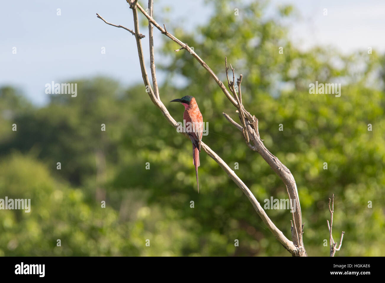 Southern Carmine Bee-Eater (Merops nubicoides) in a tree Chobe National Park, Botswana Stock Photo