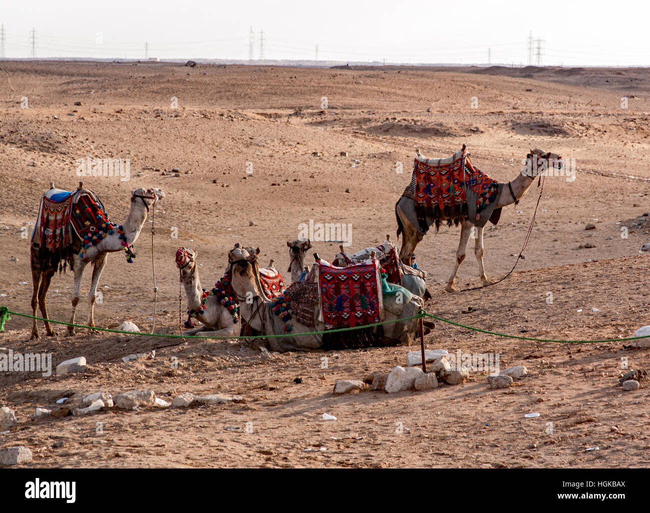 Animals transportation hi-res stock photography and images - Alamy Animals transportation hi-res stock photography and images - Alamy
