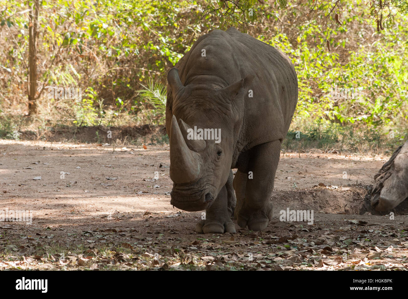 Two-horned rhinoceros (Dicerorhinus sumatrensis) Stock Photo