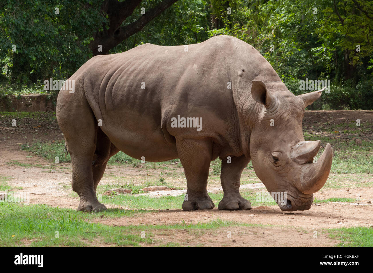 Two-horned rhinoceros (Dicerorhinus sumatrensis) Stock Photo