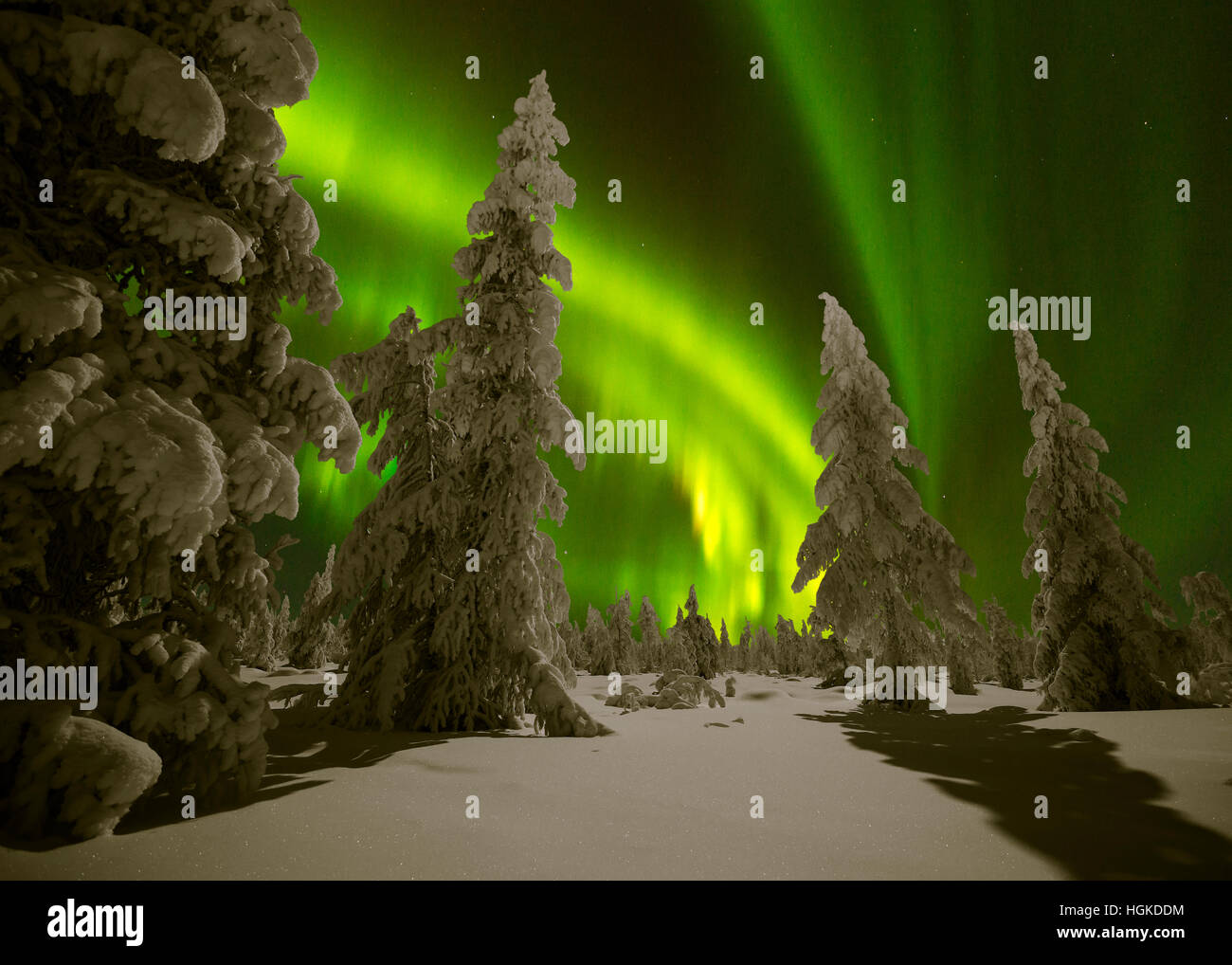Northern Lights - Aurora borealis over snow-covered forest. Winter ...