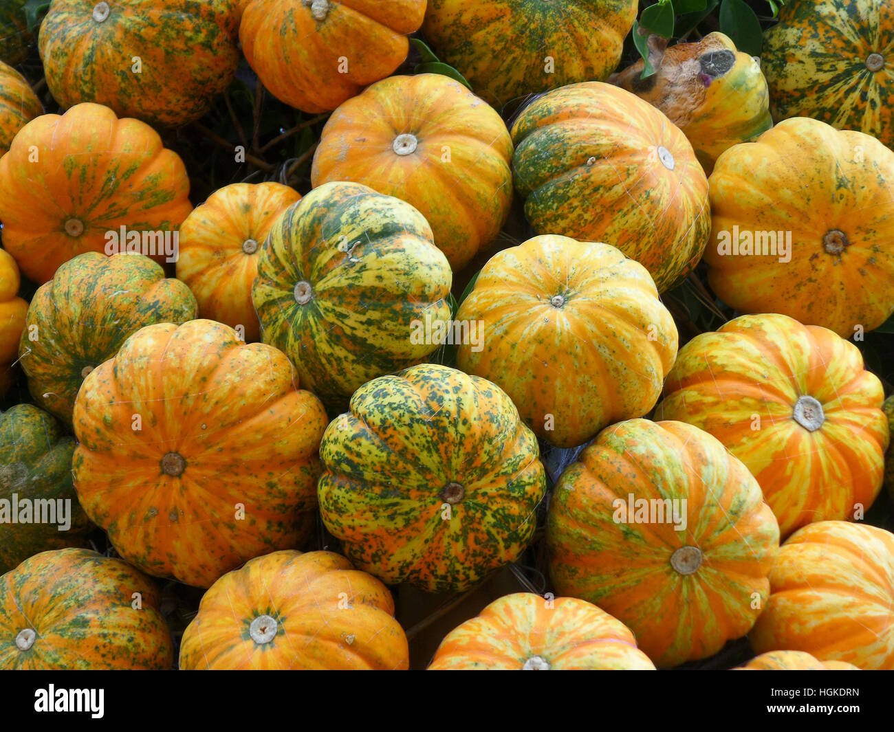 Pile Bright Orange Pumpkins Hi res Stock Photography And Images Alamy pile-bright-orange-pumpkins-hi-res-stock-photography-and-images-alamy