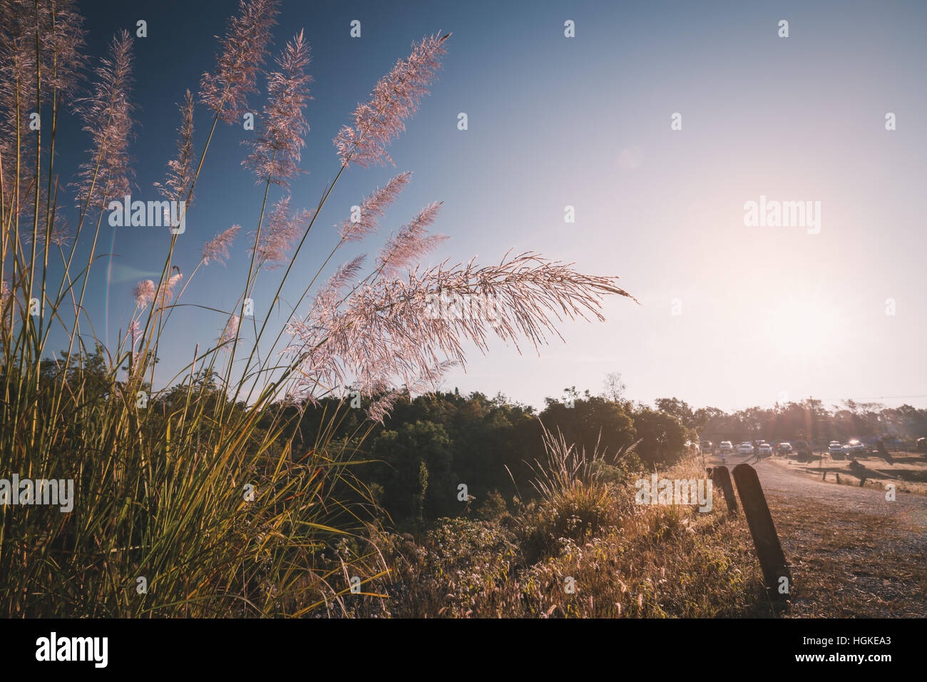 Close focus on red flower grass on local walking path surrounded by tree and bush with blue sky in morning Stock Photo