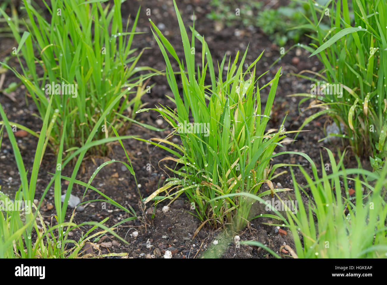 Hühnerhirse, Echinochloa crus-galli, cockspur grass, barnyard millet, Japanese millet, water grass, common barnyard grass, Le Panic des marais, le Pie Stock Photo