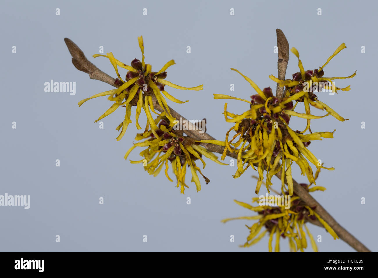 Hybrid-Zaubernuss, Hybrid-Zaubernuß, Hamamelis × intermedia, Kreuzung der beiden ostasiatischen Arten Hamamelis mollis und Hamamelis japonica, hybrid Stock Photo