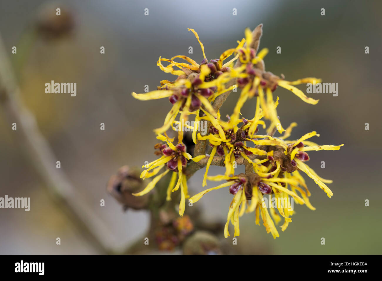 Hybrid-Zaubernuss, Hybrid-Zaubernuß, Hamamelis × intermedia, Kreuzung der beiden ostasiatischen Arten Hamamelis mollis und Hamamelis japonica, hybrid Stock Photo
