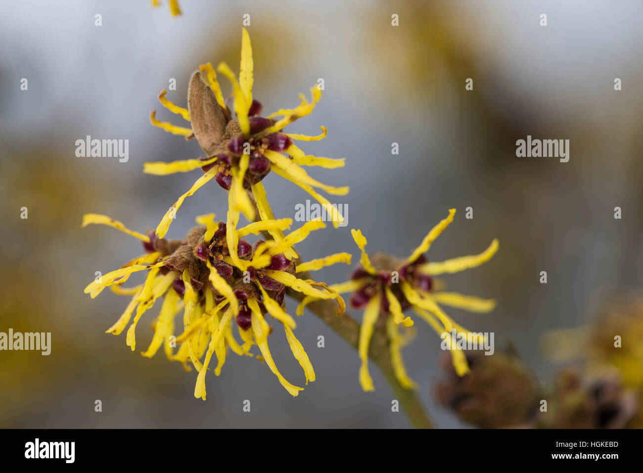 Hybrid-Zaubernuss, Hybrid-Zaubernuß, Hamamelis × intermedia, Kreuzung der beiden ostasiatischen Arten Hamamelis mollis und Hamamelis japonica, hybrid Stock Photo
