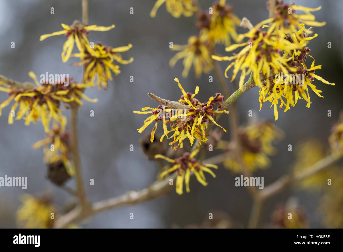 Hybrid-Zaubernuss, Hybrid-Zaubernuß, Hamamelis × intermedia, Kreuzung der beiden ostasiatischen Arten Hamamelis mollis und Hamamelis japonica, hybrid Stock Photo