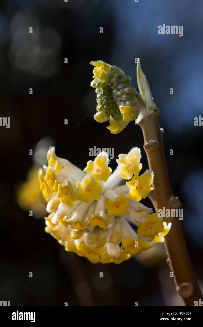 Japanischer Papierbusch, Mitsumata, Orientalischer Papierbusch, Edgeworthia chrysantha, Edgeworthia papyrifera, Edgeworthia tomentosa, Oriental Paperb Stock Photo