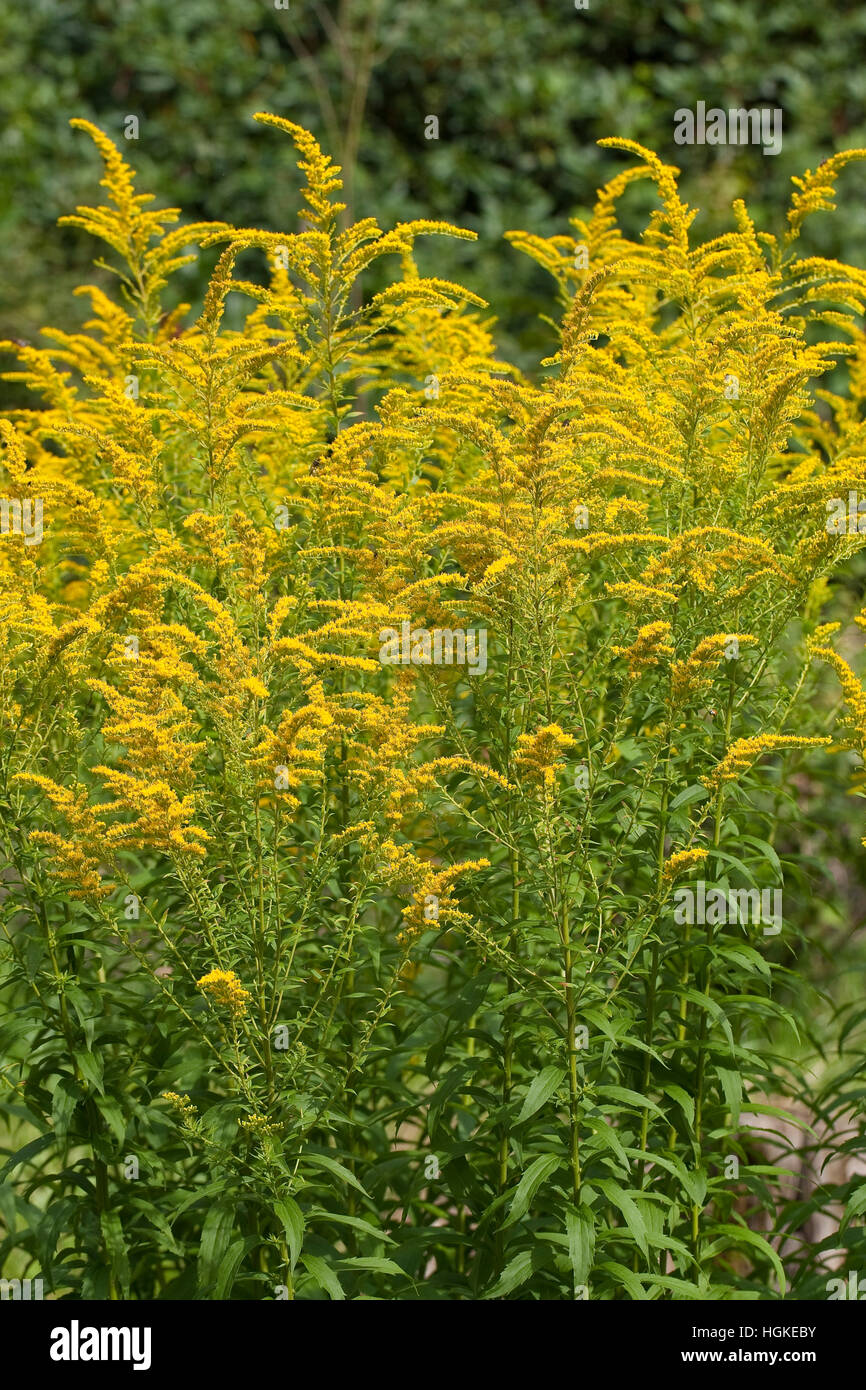 Kanadische Goldrute, Solidago canadensis, Canada Goldenrod Stock Photo