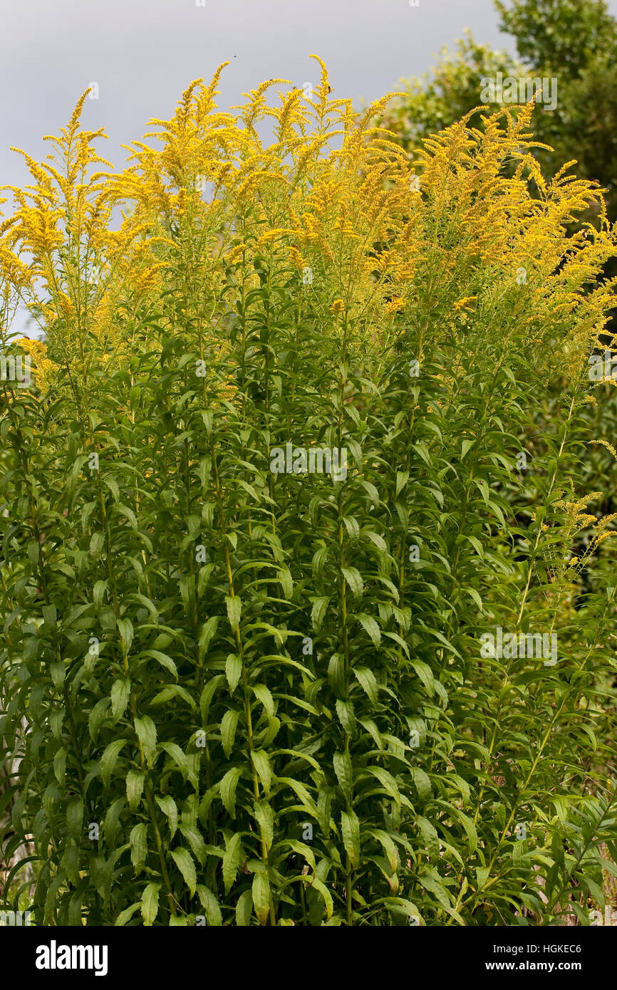 Kanadische Goldrute, Solidago canadensis, Canada Goldenrod Stock Photo ...