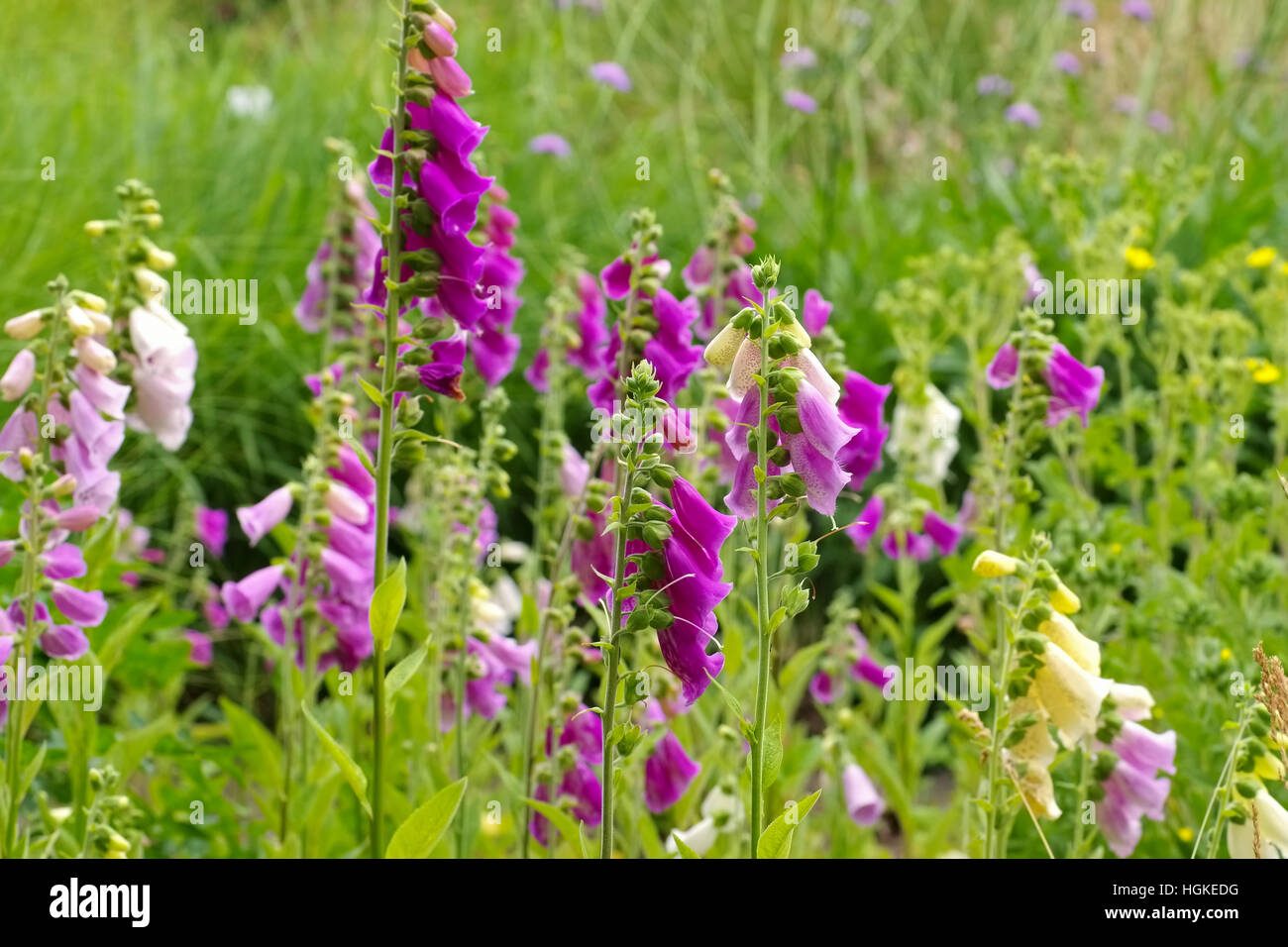 Fingerhut Blumen - the purple flowers Common Foxglove in summer Stock Photo