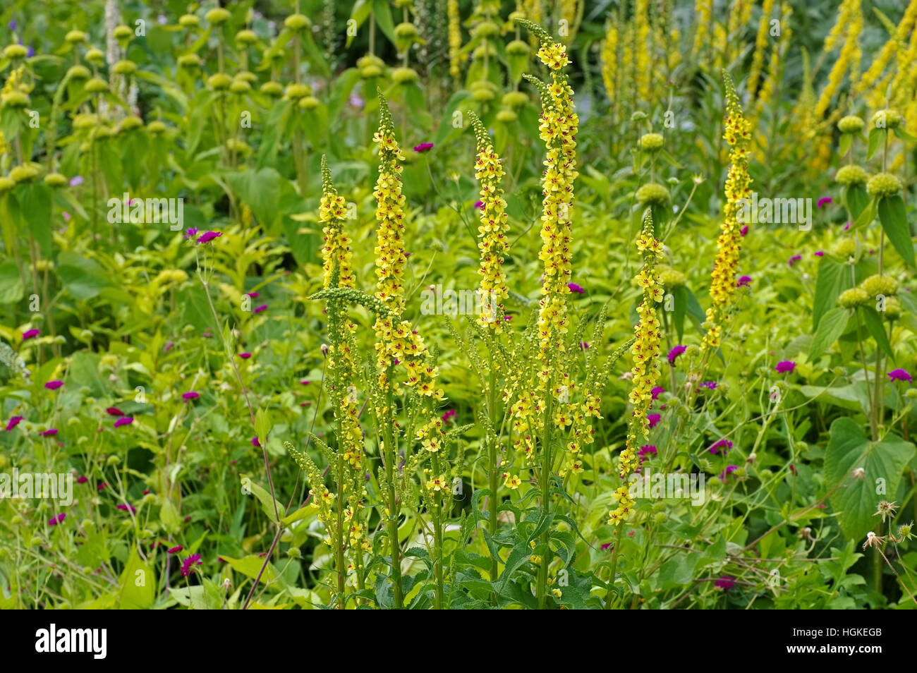 Schwarze Koenigskerze Pflanze blüht gelb - Verbascum nigrum plant is blooming in yellow Stock Photo