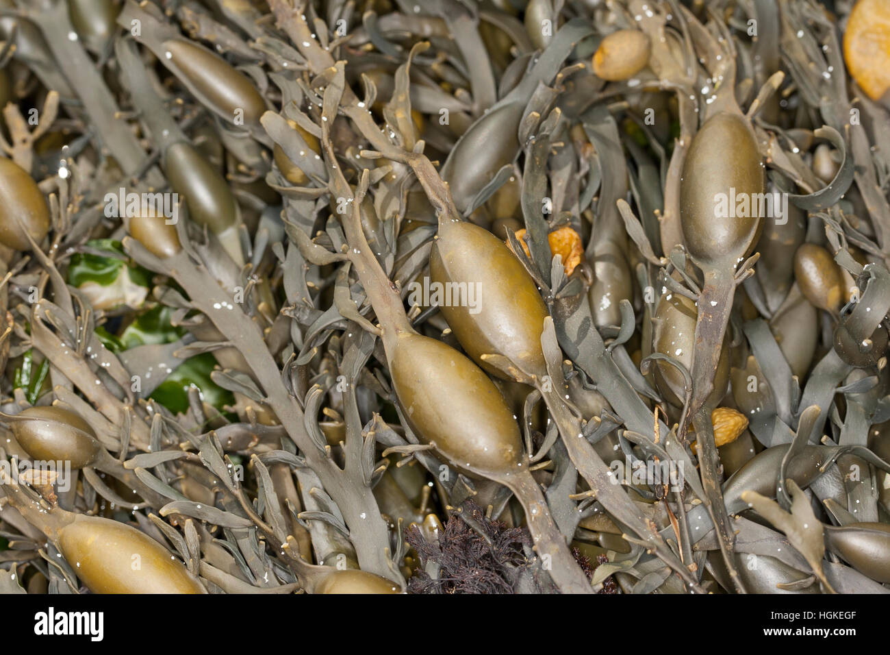 Knotentang, KnotenTang, Ascophyllum nodosum, Ascophylla nodosa