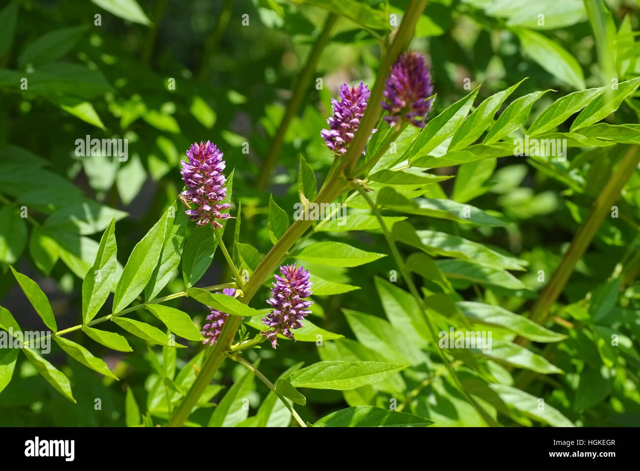 die Heilpflanze Süßholz - the herbal plant  Liquorice or Glycyrrhiza glabra Stock Photo