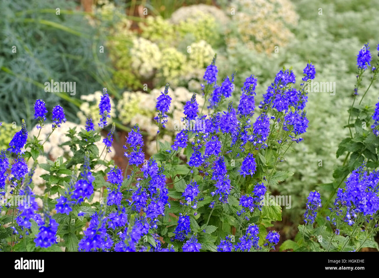Ehrenpreis, Veronica crinita - Gypsyweed, Veronica crinita, a blue summer flower Stock Photo