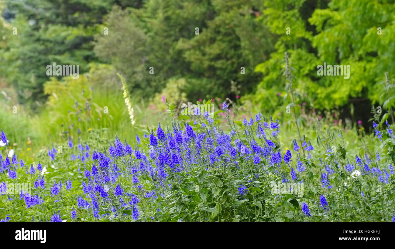 Ehrenpreis, Veronica crinita - Gypsyweed, Veronica crinita, a blue summer flower Stock Photo