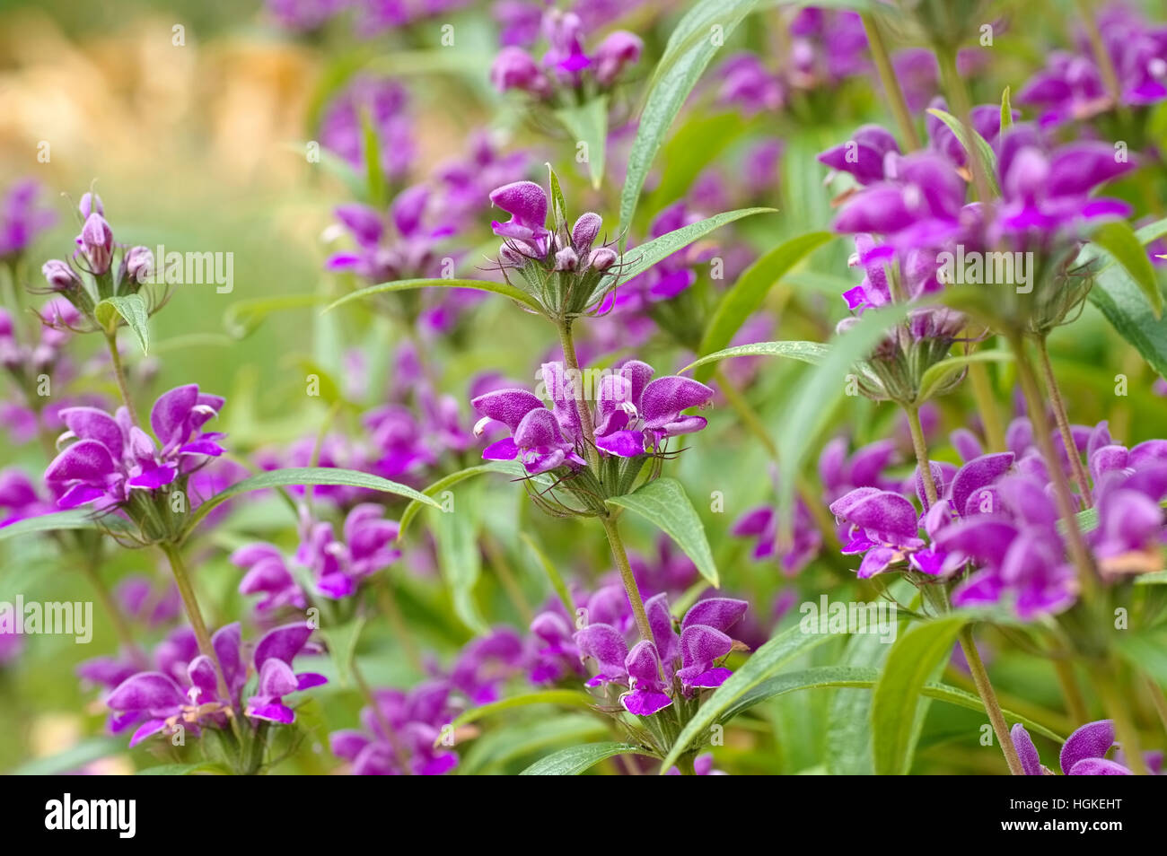 Wind-Brandkraut, Phlomis herba-venti - Phlomis herba-venti, a purple wildflower Stock Photo