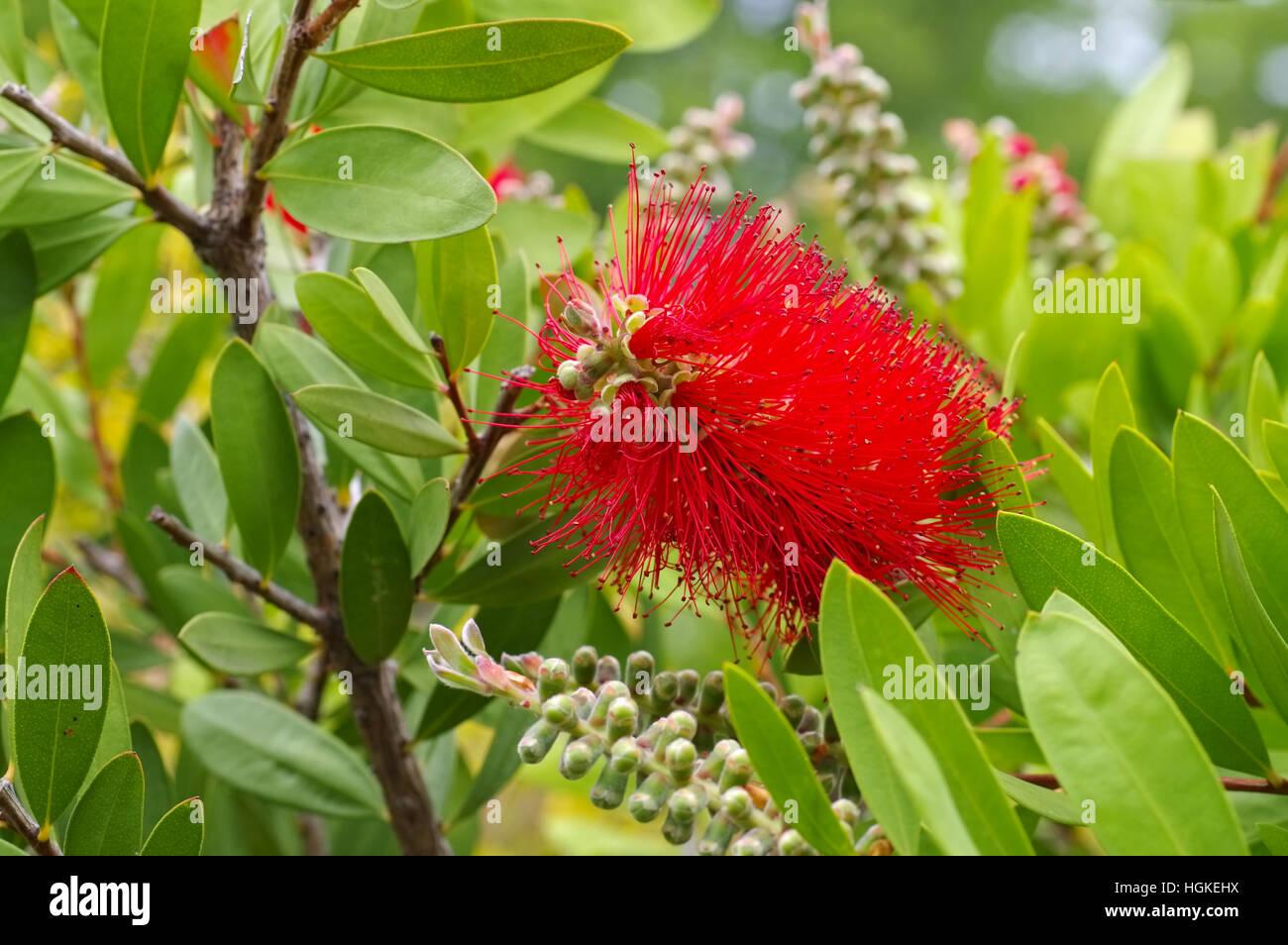 Pfeifenputzer Pflanze, Callistemon - blooming red Bottlebrush plant, Callistemon Stock Photo