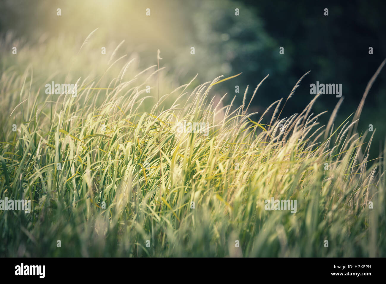 Close focus on blowing green grass with warm yellow sunlight on top Stock Photo