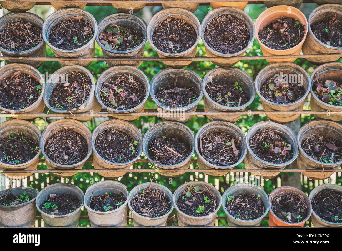 Empty pots of tree plantation hanging on old shelf during sunny day ...