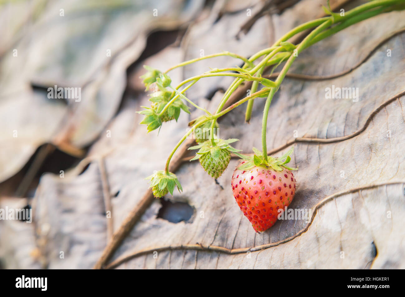 Close focus on small red and white garden strawberry on big brown leaf Stock Photo