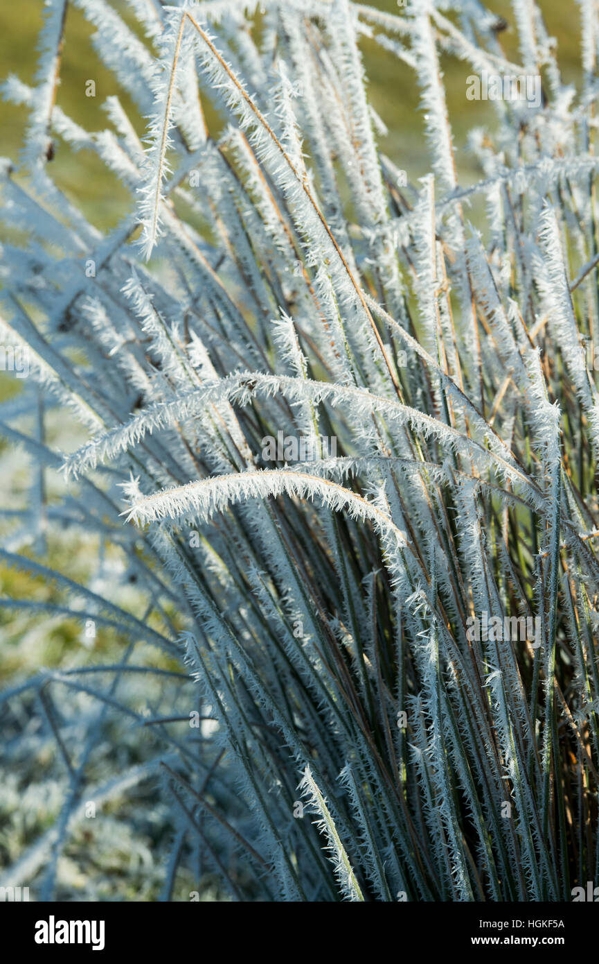 Grass with hoar frost hi-res stock photography and images - Alamy