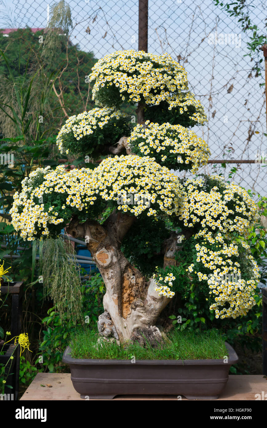 White chrysanthemum flowers hires stock photography and images Alamy
