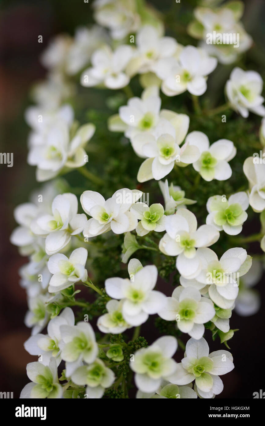dainty white Summer flowering hydrangea 'snowflake' - flourish Jane Ann Butler Photography JABP1772 Stock Photo
