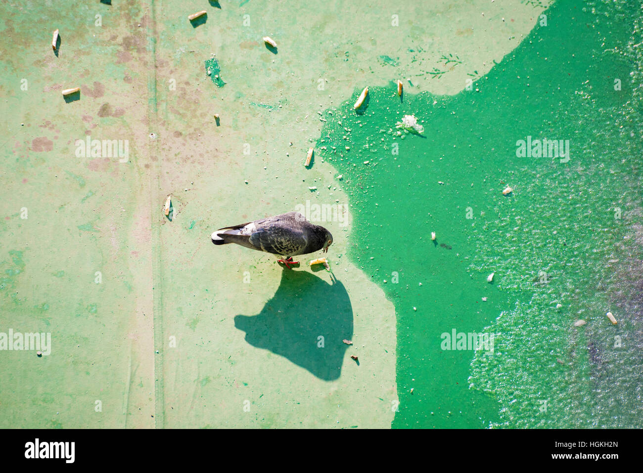 pigeon on a green rooftop with cigarettes Stock Photo