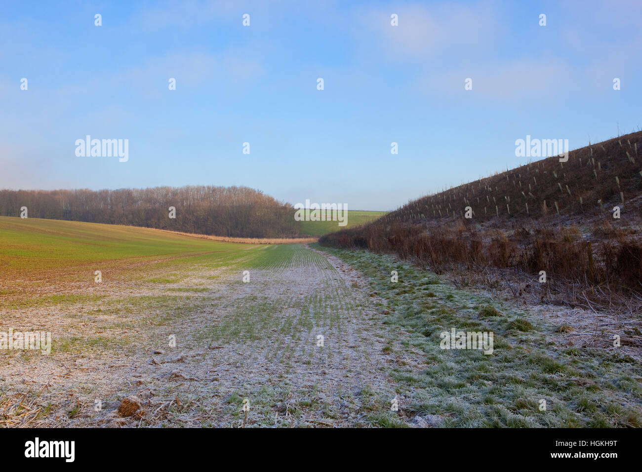 English winter landscape with a bank of young sapling trees, woodland and frosted fields on the scenic Yorkshire wolds. Stock Photo