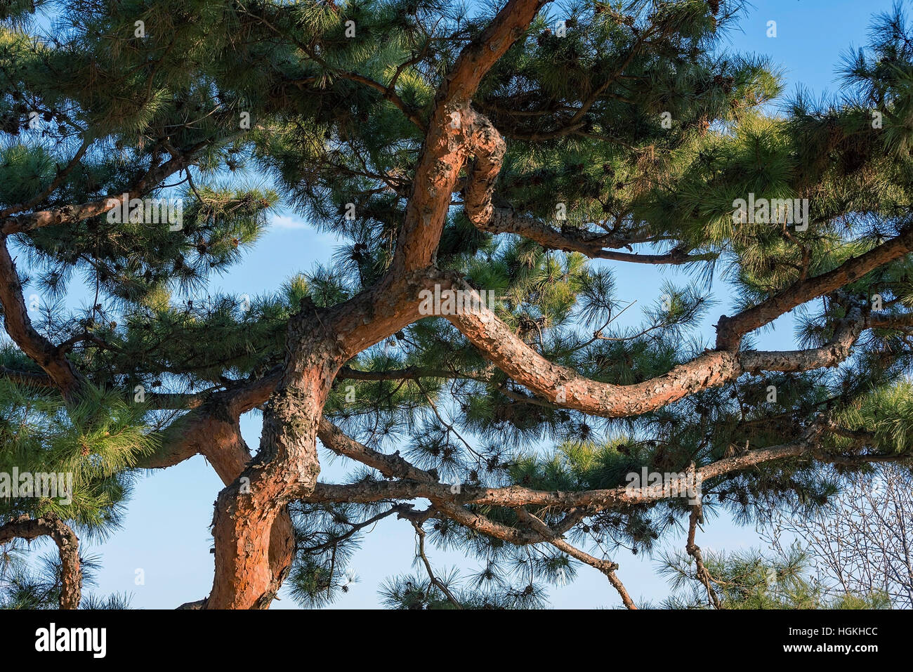 Nature of pine tree branches and blue sky Stock Photo - Alamy